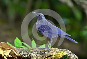 Bird (Blue Whistling Thrush) , Thailand