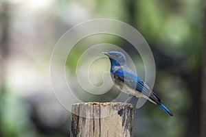 Bird (Blue-and-white Flycatcher) on a tree