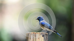 Bird Blue-and-white Flycatcher on a tree