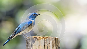 Bird (Blue-and-white Flycatcher) on a tree