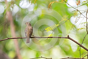 Bird (Blue-and-white Flycatcher) on a tree