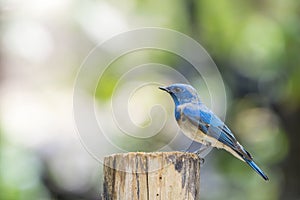 Bird (Blue-and-white Flycatcher) on a tree