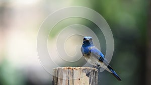 Bird Blue-and-white Flycatcher on a tree