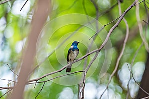 Bird (Blue-and-white Flycatcher) on a tree