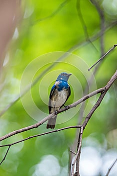 Bird (Blue-and-white Flycatcher) on a tree