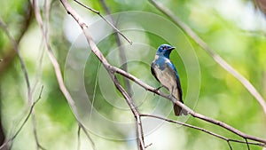 Bird (Blue-and-white Flycatcher) on a tree