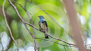 Bird (Blue-and-white Flycatcher) on a tree