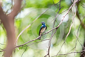 Bird (Blue-and-white Flycatcher) on a tree