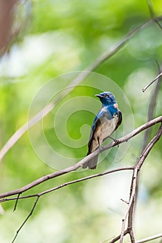 Bird (Blue-and-white Flycatcher) on a tree