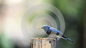 Bird Blue-and-white Flycatcher on a tree