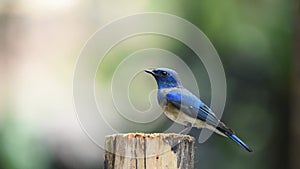 Bird Blue-and-white Flycatcher on a tree