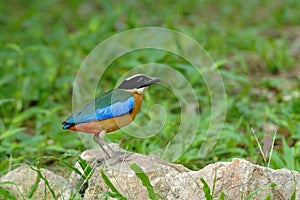 Bird (Blue-winged Pitta)