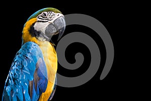 Bird Blue-and-yellow macaw isolate black background