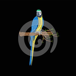 Bird blue-and-yellow macaw standing on branch