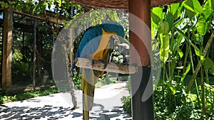 Beautiful bird Blue-and-Yellow Macaw standing on branches