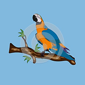 Bird Blue-and-yellow macaw standing on branches vector illustration