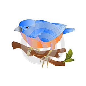 Bird Bluebird thrush small songbirdons on an branch on a white background spring background vintage vector illustration editable