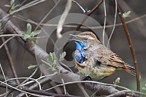 Bird - Bluethroat  Cyanecula svecica  sitting on a branch of a bush spring morning.