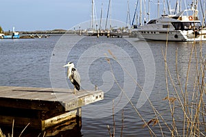 A bird in a boat dock