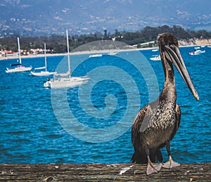 Bird , boats & bay