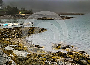 Bird and Boats on the Coast of Maine