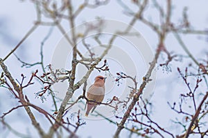 Bird Bohemian Waxwing - Bombycilla garrulus, bird in the tree