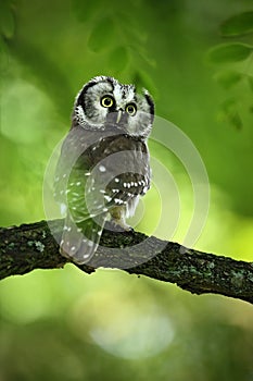 Bird Boreal omawl, Aegolius funereus, sitting on the tree branch in green forest background