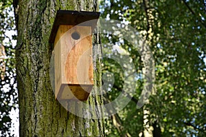 Bird box in the forest