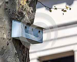 Bird Box on a Tree