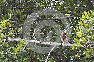 Bird: Brahminy Kite