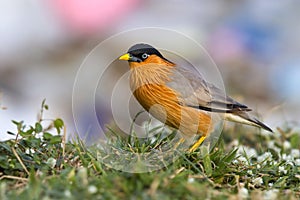 Bird, Brahminy Starling (03)