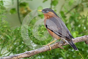 Bird, Brahminy Starling (09)