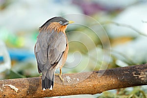 Bird, Brahminy Starling (07)