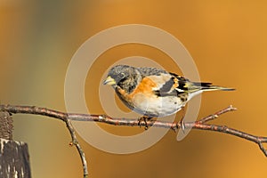 Bird Brambling Fringilla montifringilla male sittting on the branch