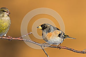 Bird Brambling Fringilla montifringilla male sittting on the branch