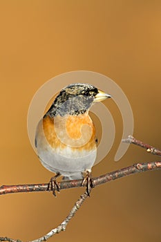 Bird Brambling Fringilla montifringilla on orange background male