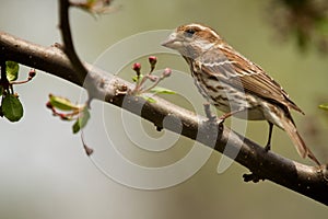 Bird on Branch