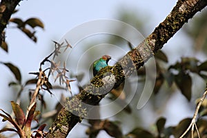 Bird in branch