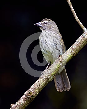 Bird on a branch and dark background