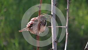 Bird on Branch in Odessa, Ukraine