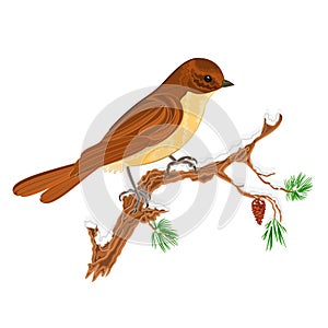 Bird on a branch of pine Christmas motive vector