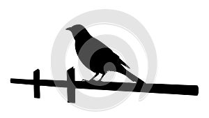 Bird on Branch Silhouette Icon, Nature Wildlife Graphic, vector design Generative AI photo
