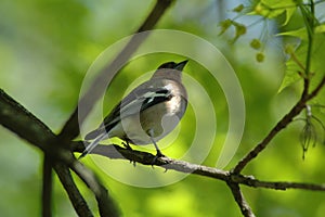Bird on branch