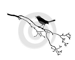 Bird on branch tree