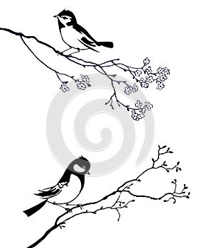 Bird on branch tree