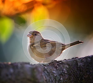 Bird, branch and tree in nature or garden with feather in tranquil environment for summer season to fly in field. Animal
