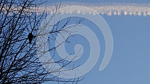 bird branch tree sky train