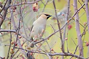 Bird in branches