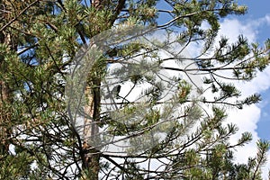 A bird in the branches of a pine.