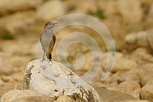 The bird breathes on the stone on a hot day. Rufous-tailed Rock-Thrush / Monticola saxatilis